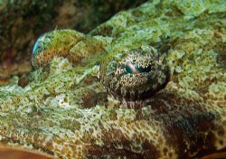Croc fish Portrait taken with Reefmaster DC 500 by Patrick Neumann 